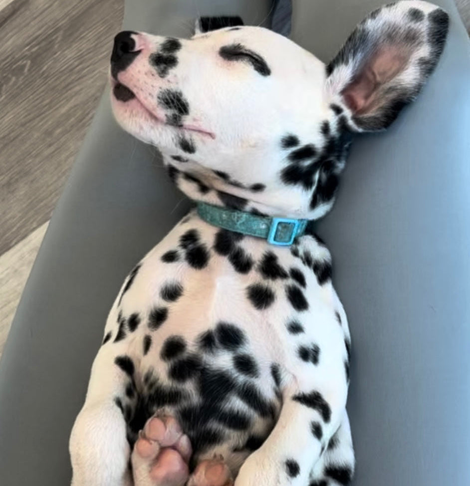 Dalmatian Classes (Chester)