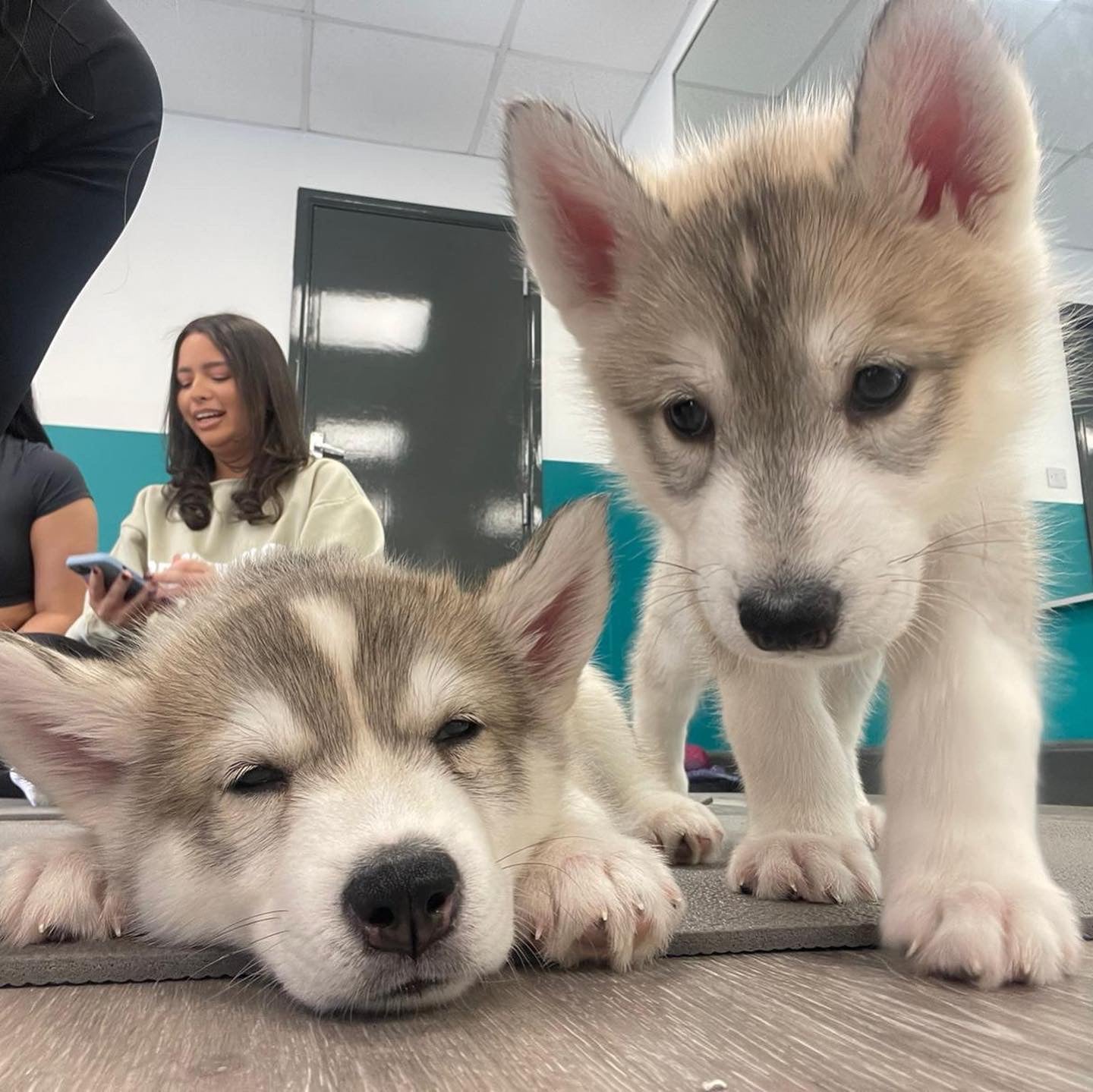 Husky Classes (Chester)
