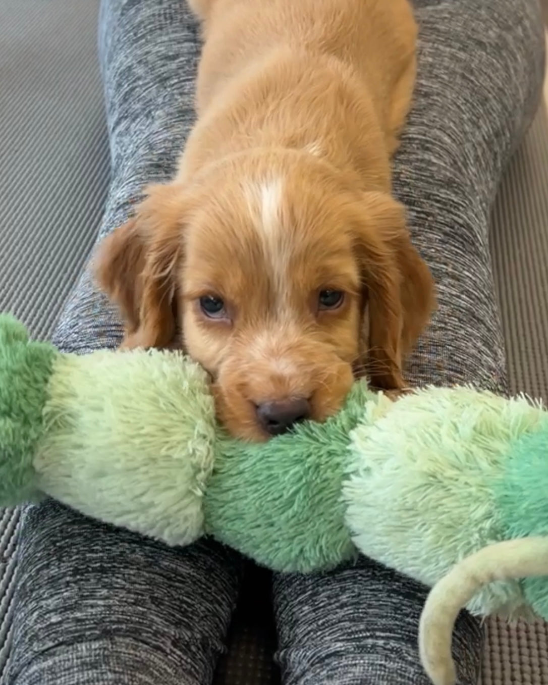 Cocker Spaniel Classes (Glasgow)