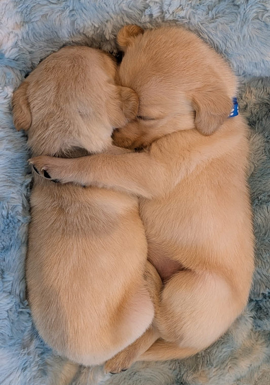 Golden Labradoodle Classes (Chester/Shrewsbury)