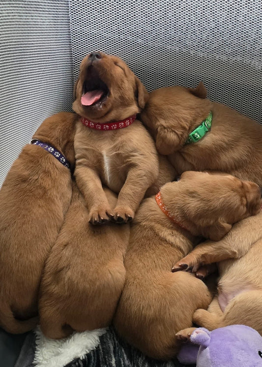 Fox Red Labrador Classes (Glasgow)