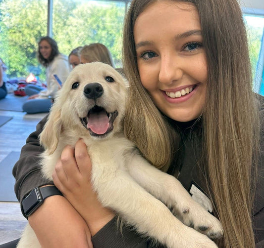 Golden Retrievers Classes (Chester/Shrewsbury)