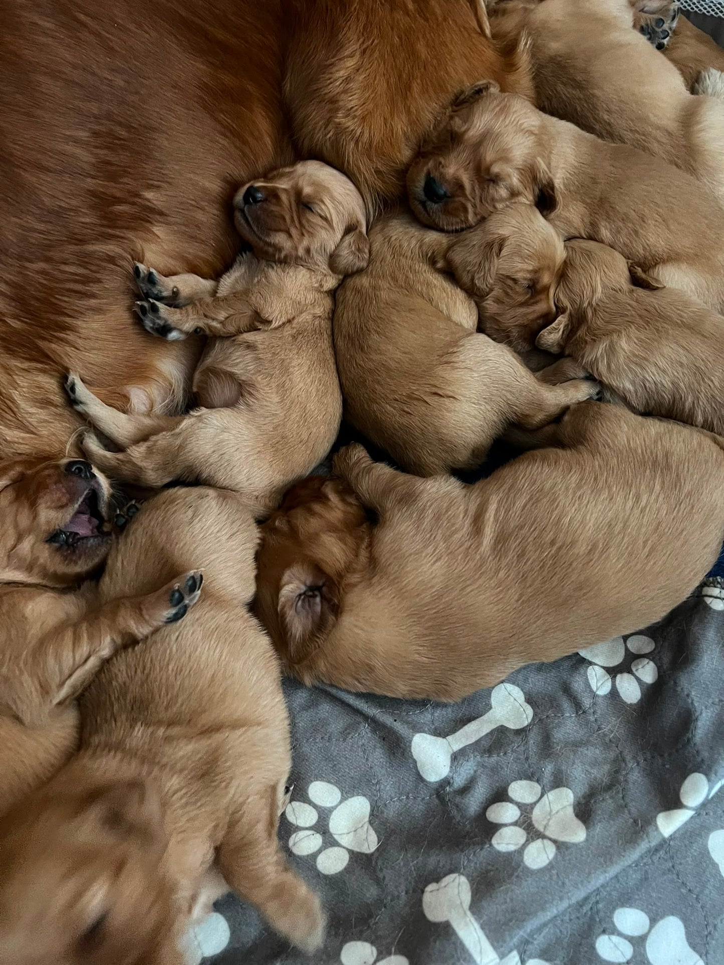 Golden Retriever Pup Classes (Glasgow)