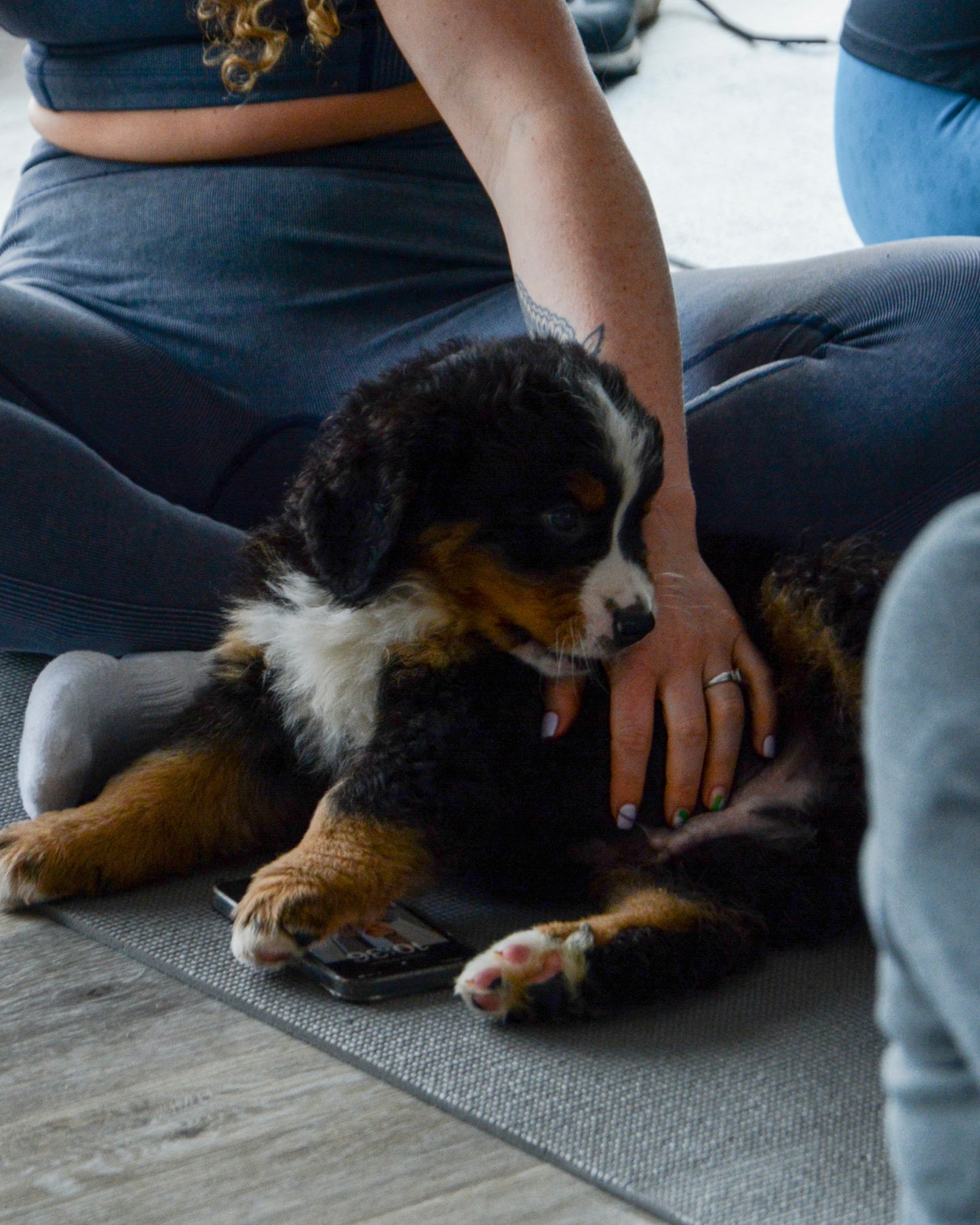 Bernese X Golden Retriever Classes (Glasgow Move Studio)