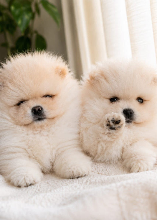 Pomeranian Classes (Glasgow)
