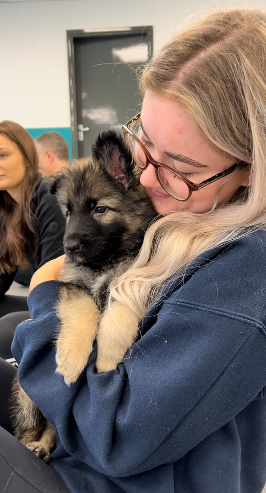German Shepard Classes (Glasgow)