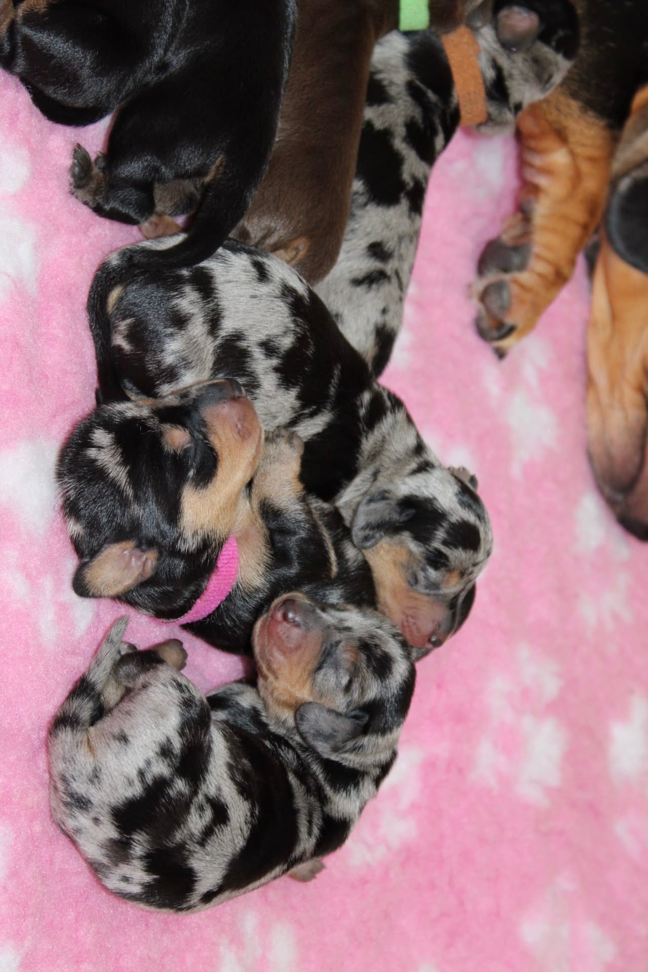 Dachshund Classes (Chester)