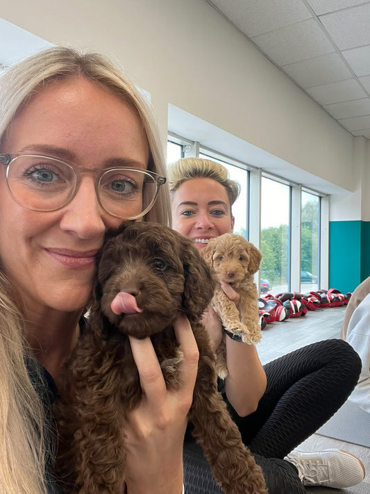 Cockapoo Classes (Shrewsbury)