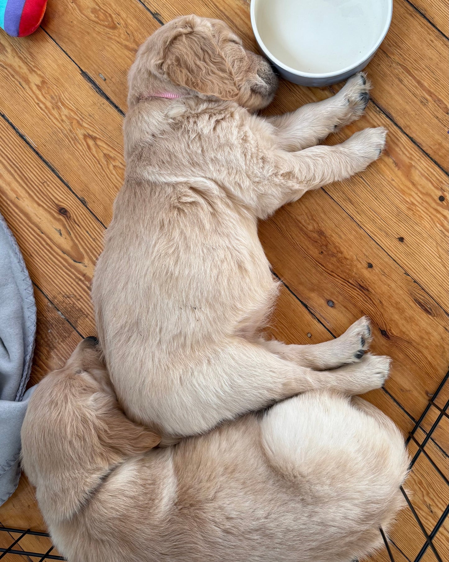 Golden/Red/Black Retriever Classes (Shrewsbury)