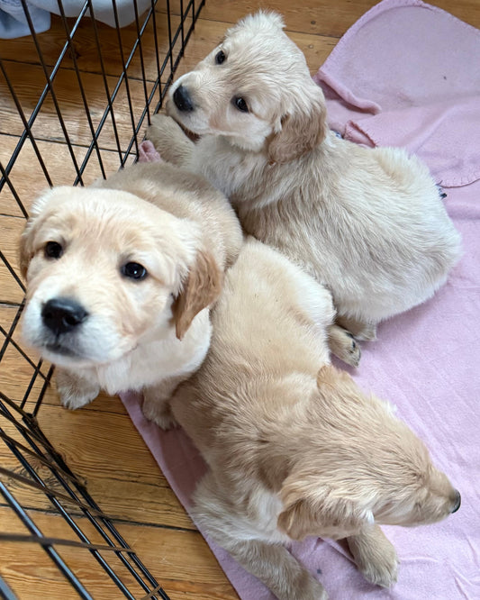 Golden/Red/Black Retriever Classes (Shrewsbury)