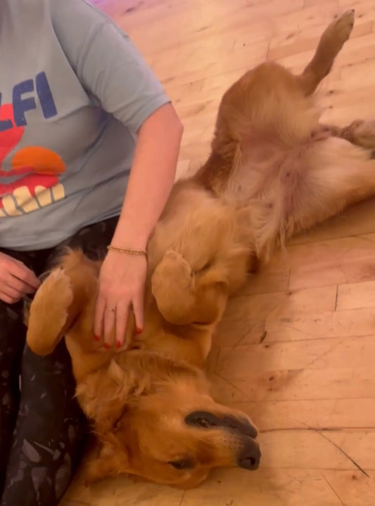 XMAS Golden Retriever (Dog) Yoga Classes (Glasgow)