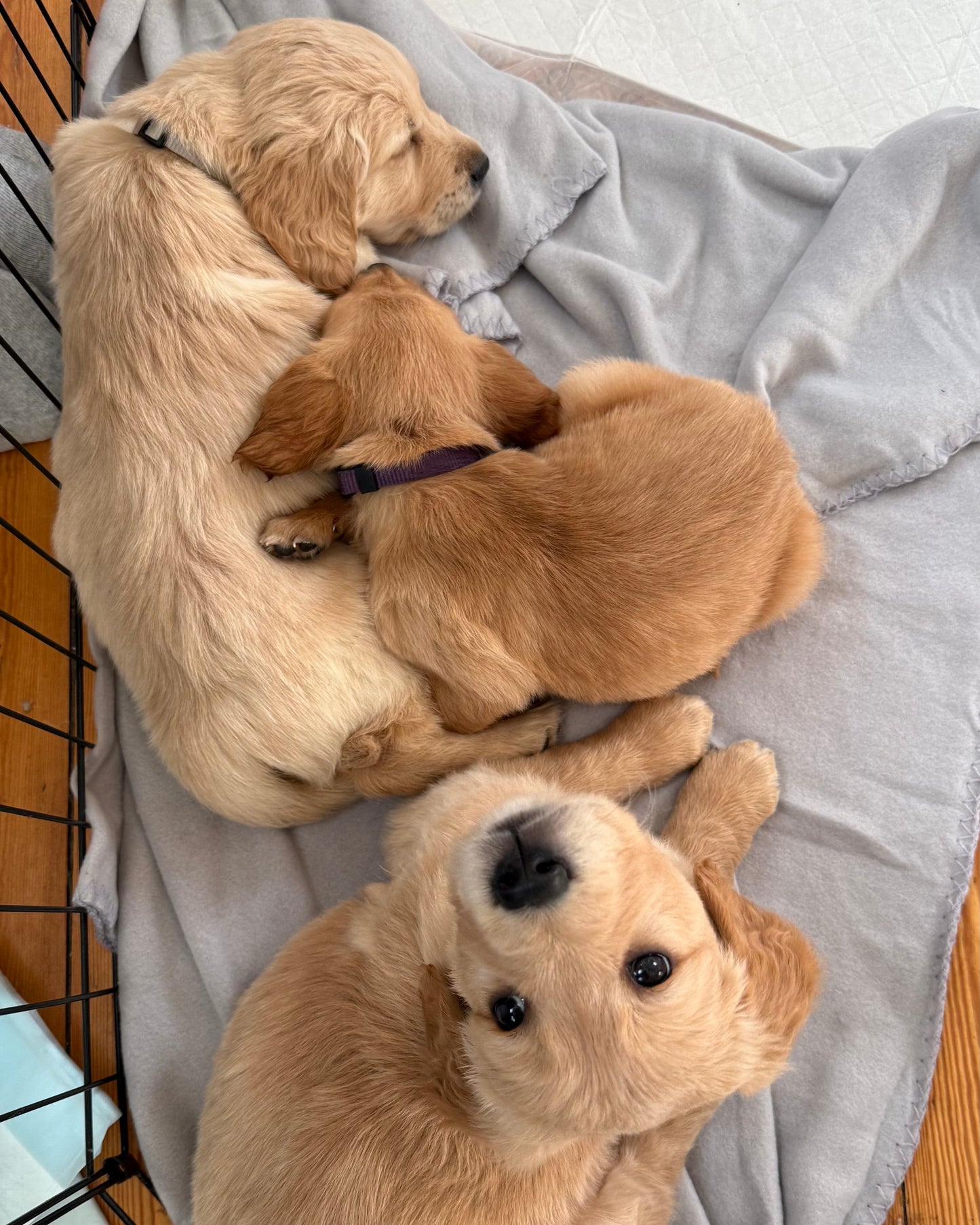 Golden/Red/Black Retriever Classes (Shrewsbury)