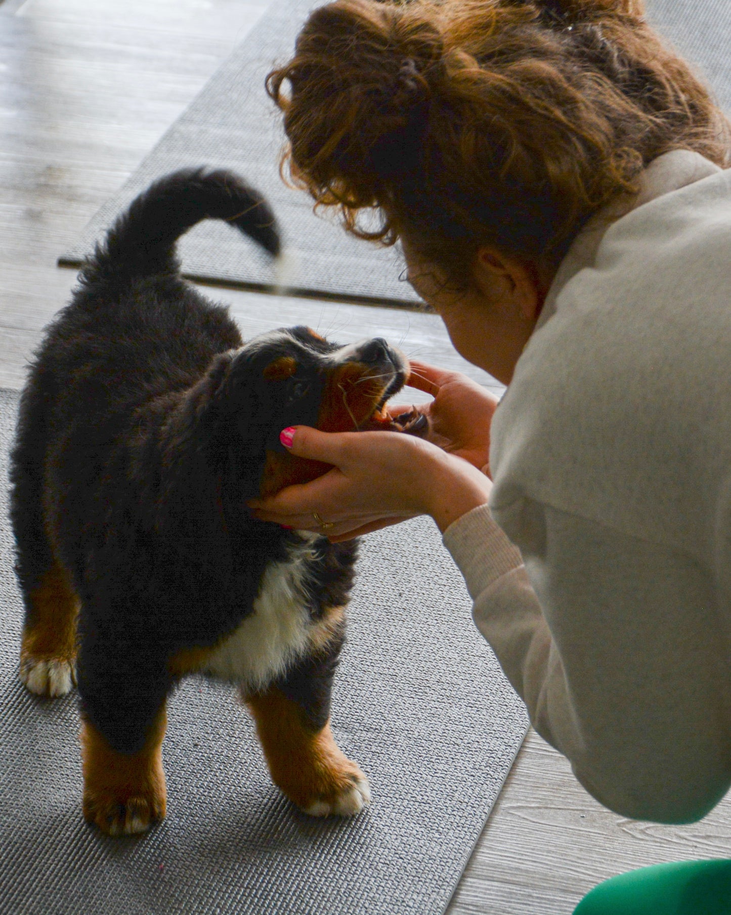 Bernese X Golden Retriever Classes (Glasgow Move Studio)