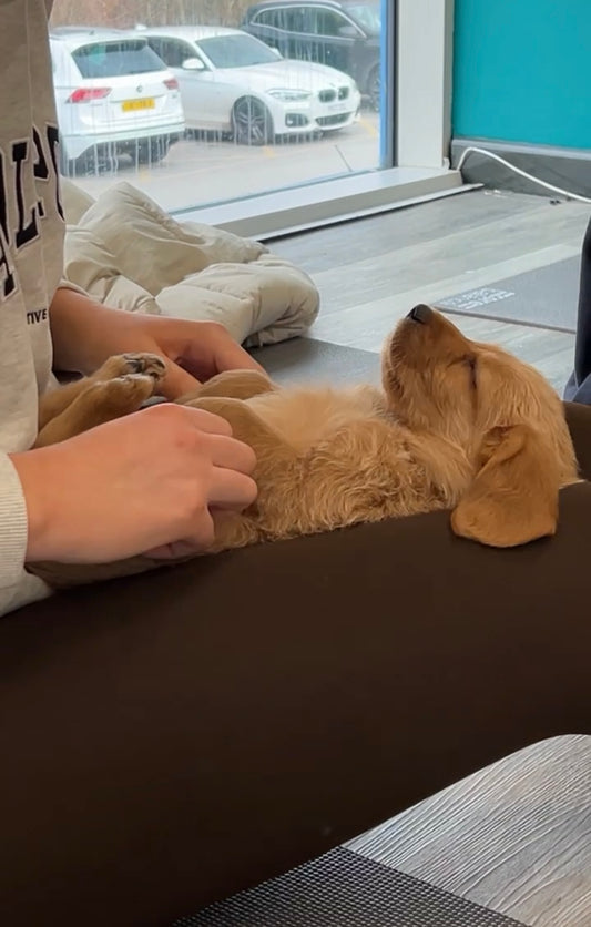 Minature Goldendoodle Classes (Chester)