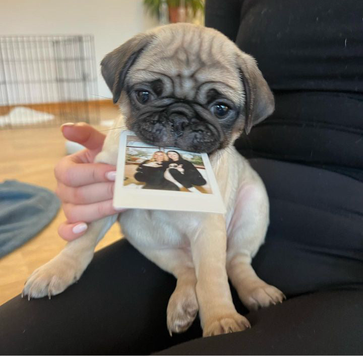 Pug Yoga Classes (Glasgow)