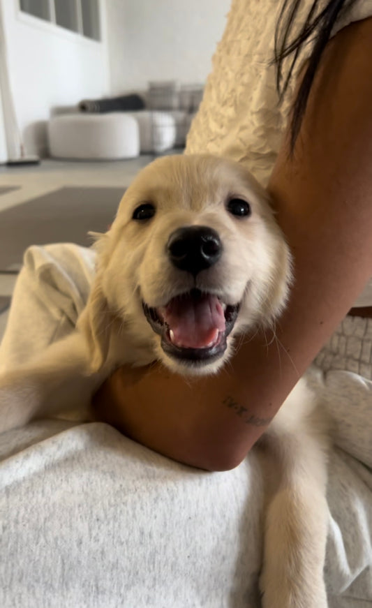 Golden Retriever Classes (Glasgow)