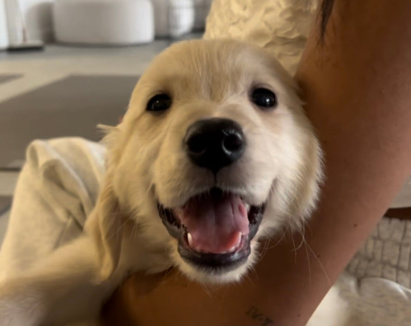 Golden Retriever Classes (Glasgow)