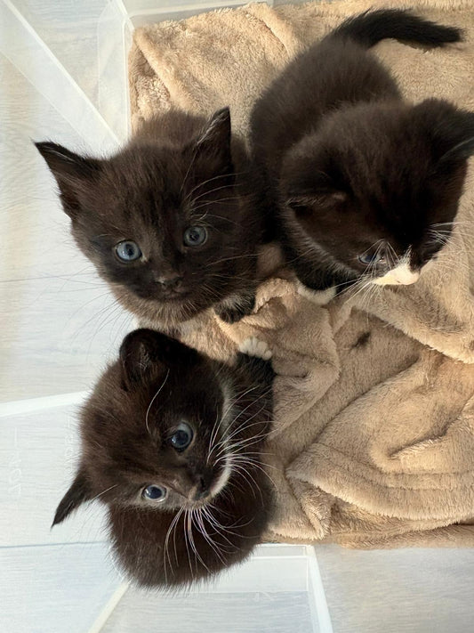 Kitten Classes (Glasgow)