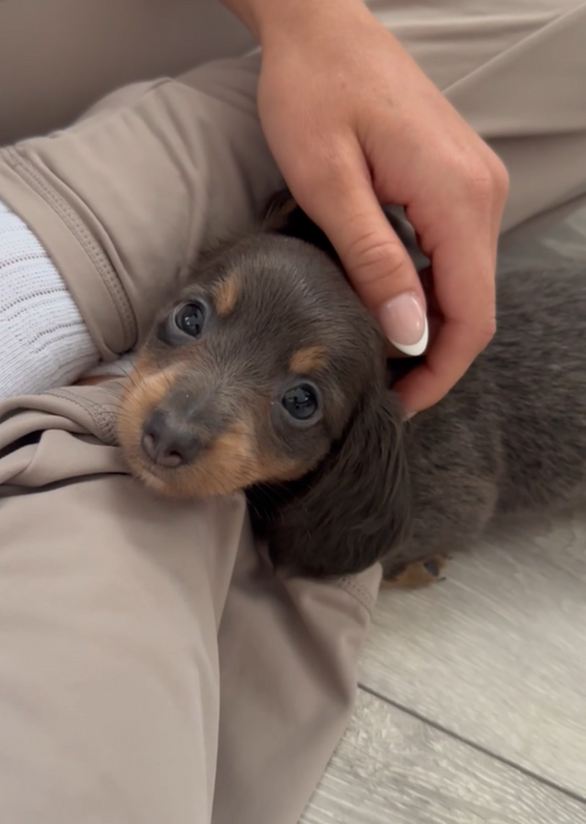 Dachshund Classes (Shrewsbury)
