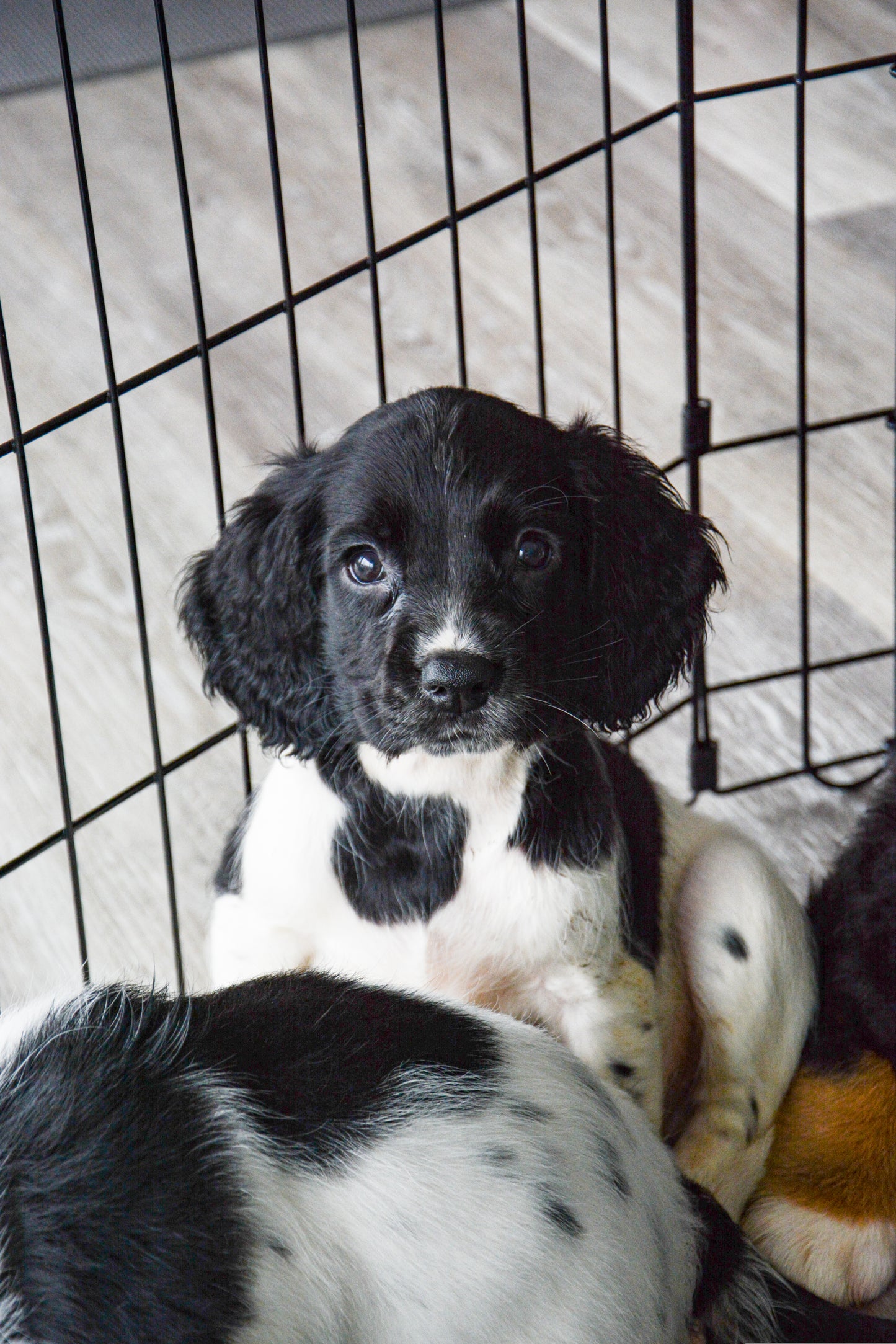 REFORMER PILATES Springer Spaniel Classes (Chester)