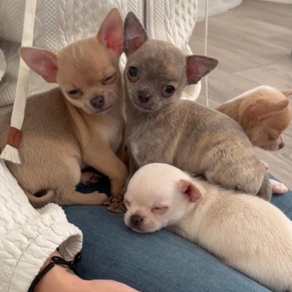 Chihuahua Yoga Classes (Glasgow)