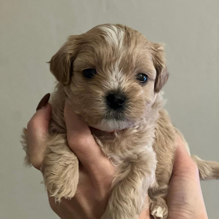 Shipoo Yoga Classes (Glasgow)