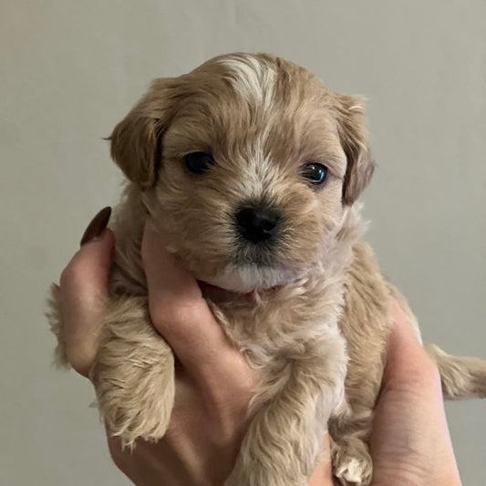 Shipoo Yoga Classes (Glasgow)