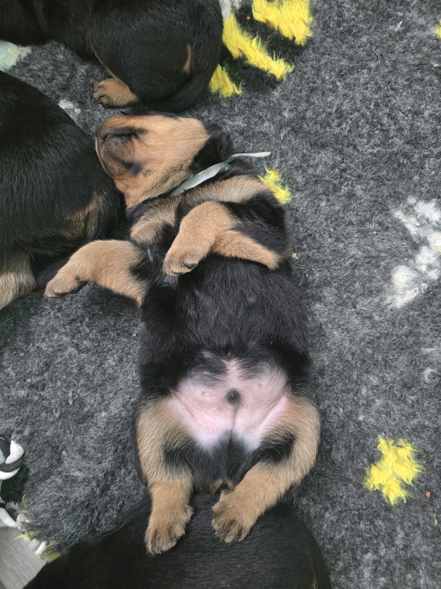 Rottweiler Classes (Chester)