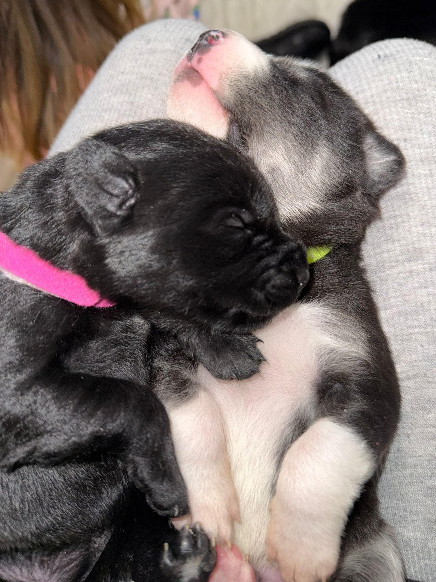 Huskador/Labsky Classes (Glasgow)