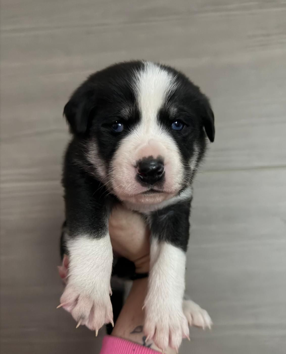 Huskador/Labsky Classes (Glasgow)