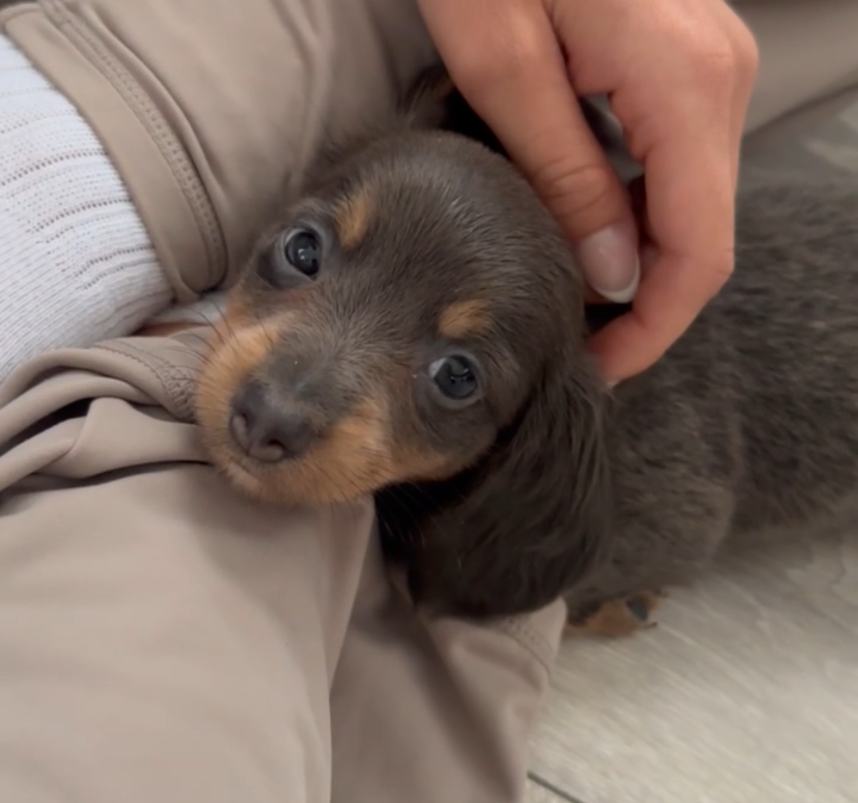 XMAS Dachshund Yoga Classes (Glasgow)