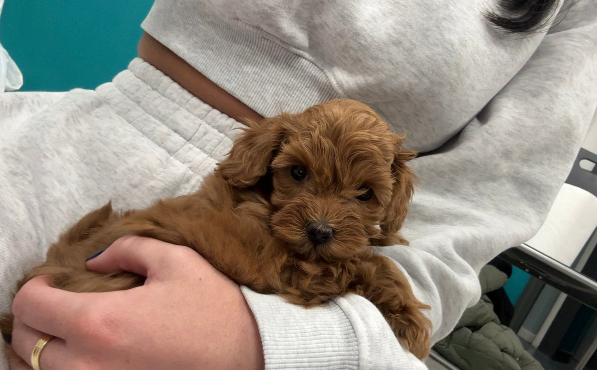 Cockapoo Classes (Glasgow)