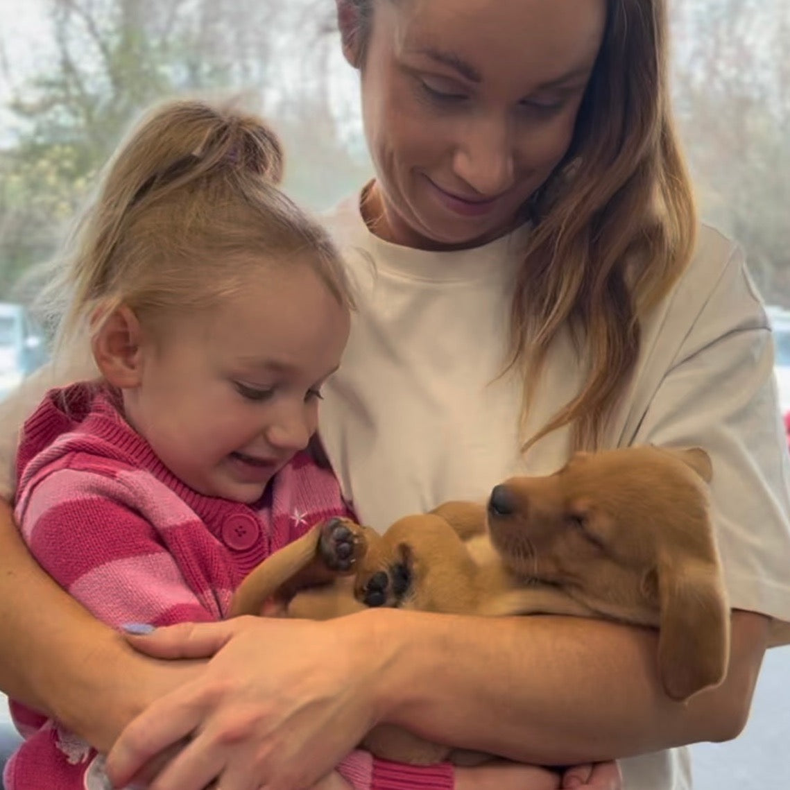 Fox Red Labrador Classes (Glasgow)